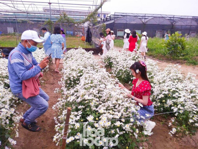 Đà Nẵng: Cúc họa mi đang mùa nở rộ, bạn đã kịp chụp bộ ảnh “sống ảo” nào chưa? - 5