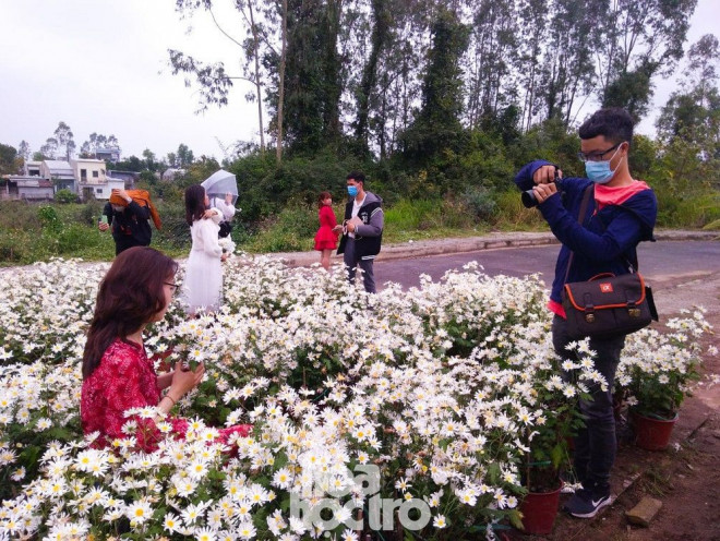 Đà Nẵng: Cúc họa mi đang mùa nở rộ, bạn đã kịp chụp bộ ảnh “sống ảo” nào chưa? - 7