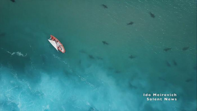 Cảnh tượng rợn người khi đàn cá mập “bao vây” thuyền kayak ngoài khơi - 7