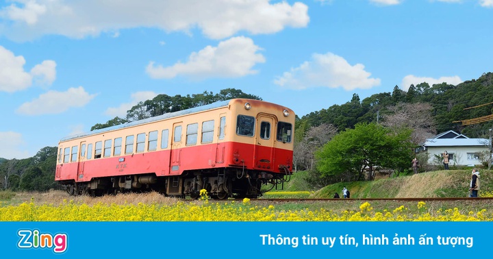 Biển hoa cải vàng rực rỡ ở Nhật Bản Biển hoa cải vàng rực rỡ ở Nhật Bản