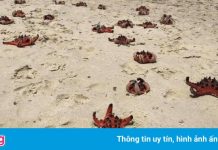 Dân mạng bức xúc vì cảnh sao biển chết khô ở Phú Quốc