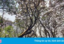 Chinh phục Putaleng, rừng già huyền bí ở Lai Châu