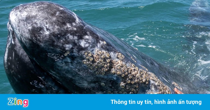 Cá voi xám quý hiếm đổ về vùng biển ấm sinh sản Cá voi xám quý hiếm đổ về vùng biển ấm sinh sản