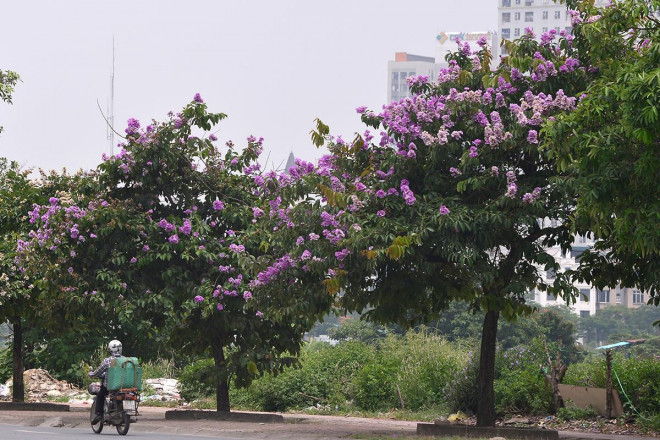 Sắc tím hoa bằng lăng rực rỡ khắp trời Hà Nội - 5