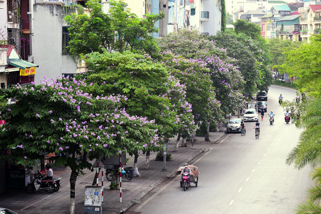 Sắc tím hoa bằng lăng rực rỡ khắp trời Hà Nội - 12