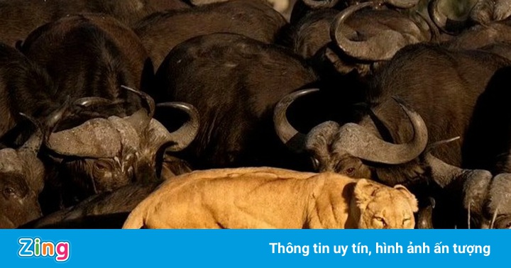Đôi vợ chồng dùng ảnh đẹp để cứu động vật hoang dã Đôi vợ chồng dùng ảnh đẹp để cứu động vật hoang dã