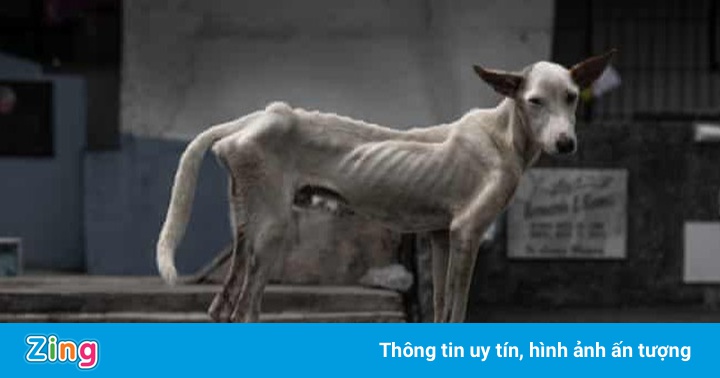 Sống mòn trong nghĩa trang ở Philippines Sống mòn trong nghĩa trang ở Philippines