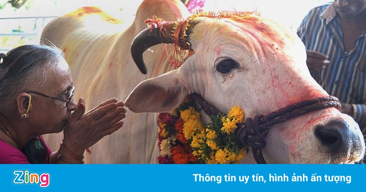 Bò và những loài vật linh thiêng trên thế giới Bò và những loài vật linh thiêng trên thế giới