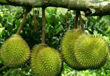 Miệt vườn trái cây nào lớn nhất miền Tây? miet vuon lon nhat mien Tay anh 3