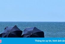 Hai người tắm nắng vừa bị hươu đuổi, vừa bị phạt tiền ở Australia