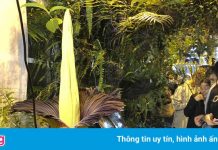 Du khách Ba Lan đổ xô đi chiêm ngưỡng hoa xác thối