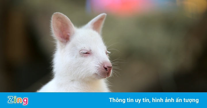 Chuột túi wallaby bạch tạng ở Nga Chuột túi wallaby bạch tạng ở Nga