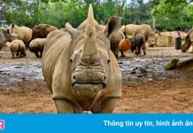 Tê giác trắng đến Nhật Bản ‘tìm tình yêu’