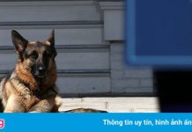 Ông Biden thông báo đệ nhất khuyển đã qua đời