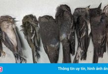 Căn bệnh bí ẩn giết chết hàng nghìn con chim ở Mỹ