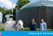 Trang trại dùng phân bò để chạy máy đào coin