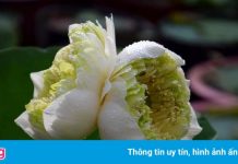 300.000 đồng một cành sen ‘dị biến’