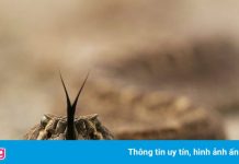 Rắn đuôi chuông xuất hiện tràn lan ở California