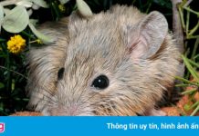 Phát hiện loài chuột tưởng đã tuyệt chủng một thế kỷ trước ở Australia