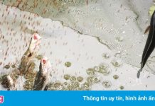 Ở đâu du khách được xem cá lóc bay?