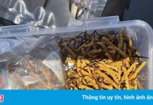 Bắt lô hàng đông trùng hạ thảo số lượng lớn tại Hà Nội