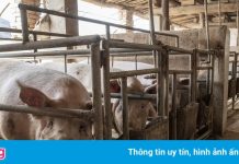 Giá thịt lợn Trung Quốc càng giảm, nông dân càng ra sức giết mổ