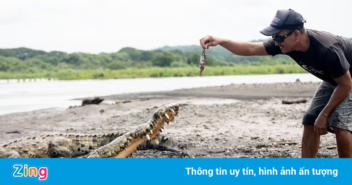 Tay không cho cá sấu ăn để mua vui cho du khách Tay không cho cá sấu ăn để mua vui cho du khách