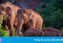 Rủi ro từ đàn voi lang thang tại Trung Quốc