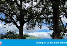 Bê tông xuất hiện chỗ ‘cây song song’ ở Y Tý