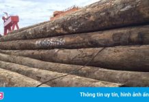 Trung Quốc thu lợi lớn từ gỗ lậu?