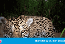 Báo đốm Bolivia lâm nguy vì ‘cơn khát’ của nhiều người Trung Quốc