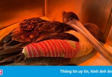 Hơn 30 con bồ nông bị cắt thịt bí ẩn ở California