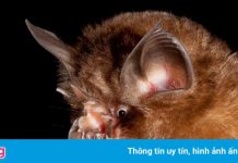 Cảnh báo về đại dịch mới chờ sau ‘cánh gà’