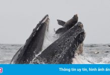 Thợ lặn bắt tôm hùm rơi vào miệng cá voi lưng gù