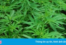 Campuchia xem xét trồng cần sa để xuất khẩu sang Mỹ và Nhật