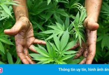 Ngụy biện của người trồng cây cần sa