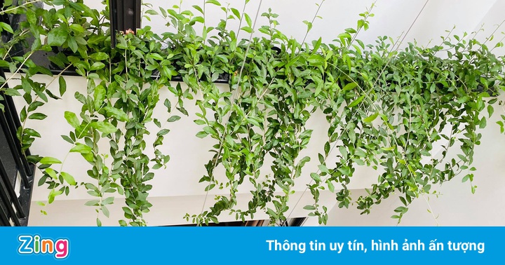 Chi tiền triệu chơi cây cảnh thời giãn cách