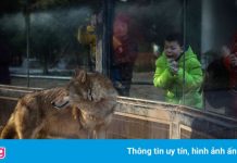 Đàn sói gây hoảng sợ khi rượt đuổi diễn viên trên sân khấu Trung Quốc