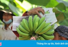 Bí đầu ra, chuối Đồng Nai lại rớt giá
