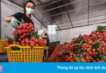 Bắc Giang đã tiêu thụ được gần 200.000 tấn vải thiều