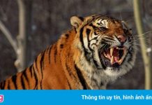 Hổ Siberia lao qua hàng rào điện, cắn chết một người trong công viên