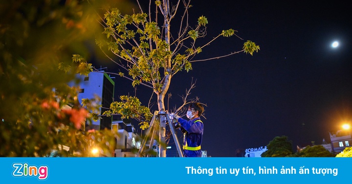Trắng đêm đốn chuyển cây phong trên đường Trần Duy Hưng Trắng đêm đốn chuyển cây phong trên đường Trần Duy Hưng