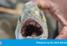 Vùng biển Sri Lanka có thể sẽ chết