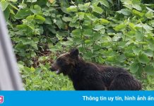 Người và gấu liên tục đụng độ ở Nhật Bản