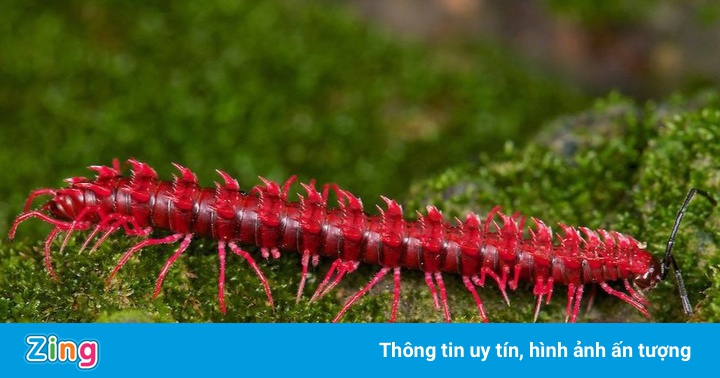 5 loài mang tên rồng và nơi tìm ra chúng