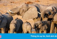 Mỏ dầu đe dọa cuộc sống của 130.000 con voi ở Botswana và Namibia