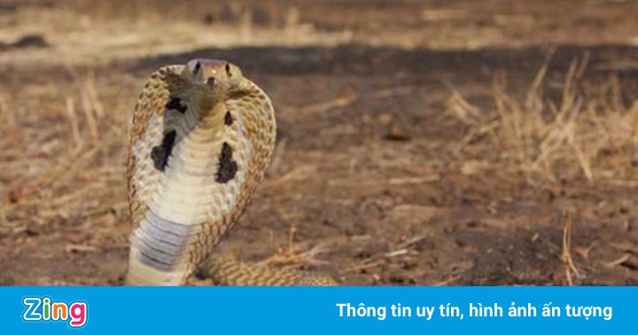 Nam sinh lớp 2 bị rắn cắn tử vong Nam sinh lớp 2 bị rắn cắn tử vong