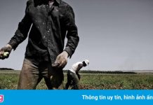 Người đàn ông tử vong khi hái cà chua giữa nắng gắt