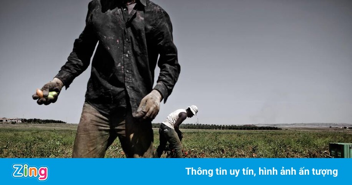 Người đàn ông tử vong khi hái cà chua giữa nắng gắt