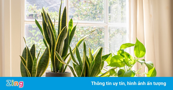 7 loại cây phù hợp để trồng trong nhà